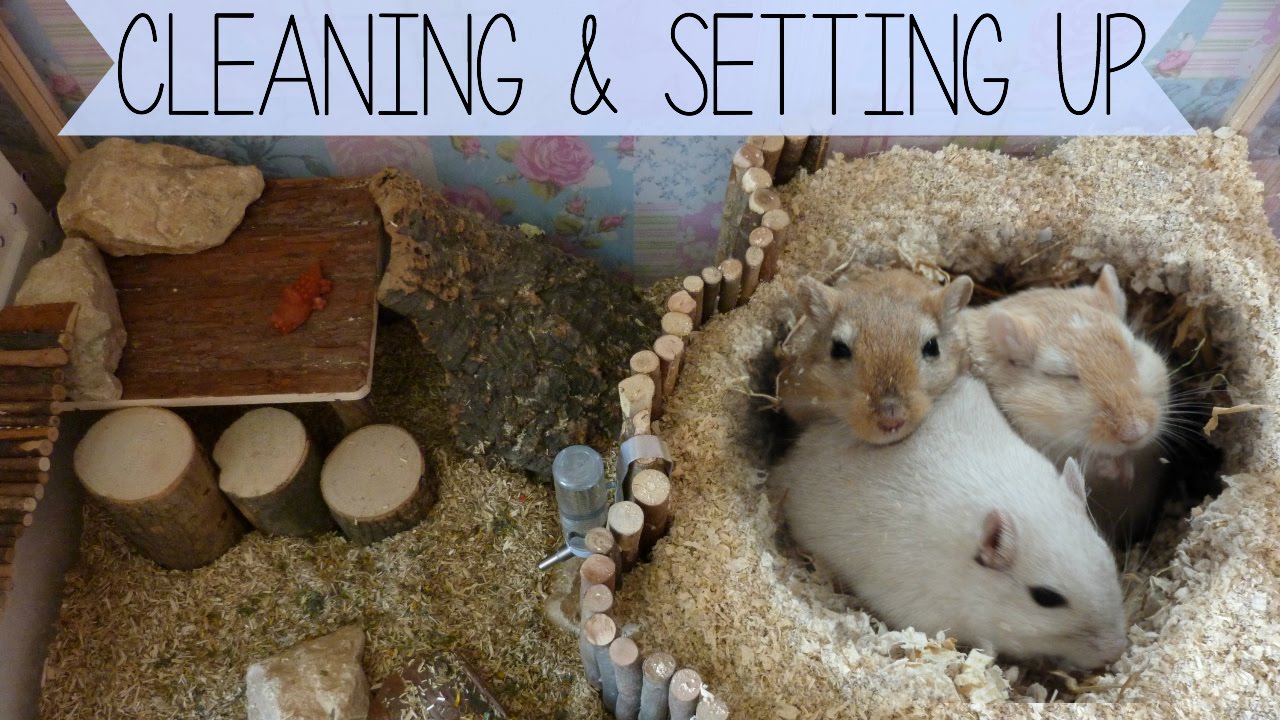 Cleaning & Setting up the Gerbils Cage