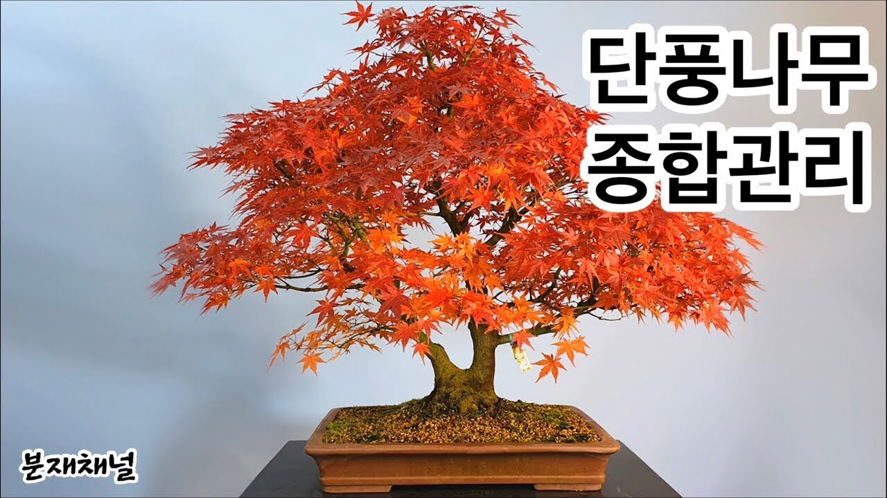 분재관리 33강 단풍나무의 모든 것