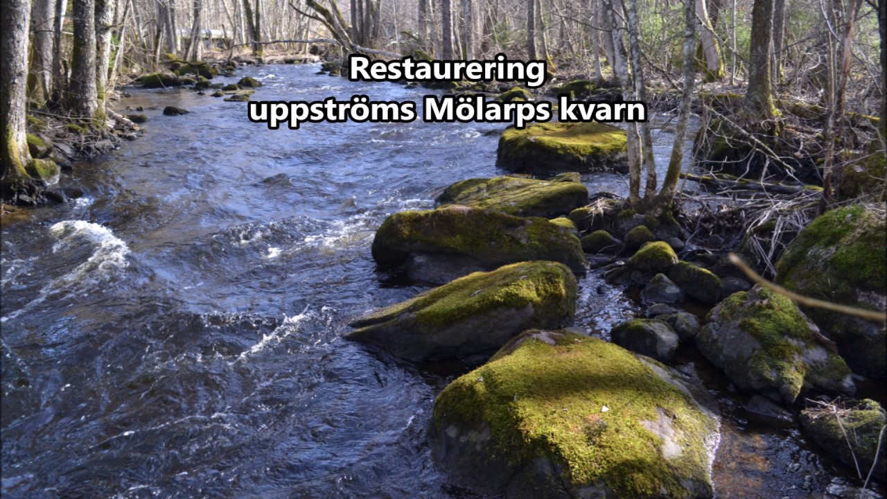 Biotopvård i Viskan inom Mölarps naturreservat