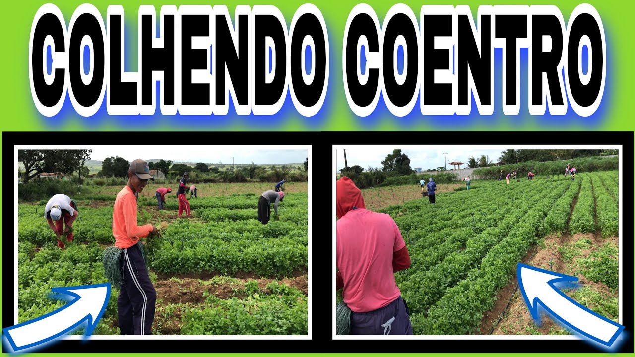 COLHENDO COENTRO