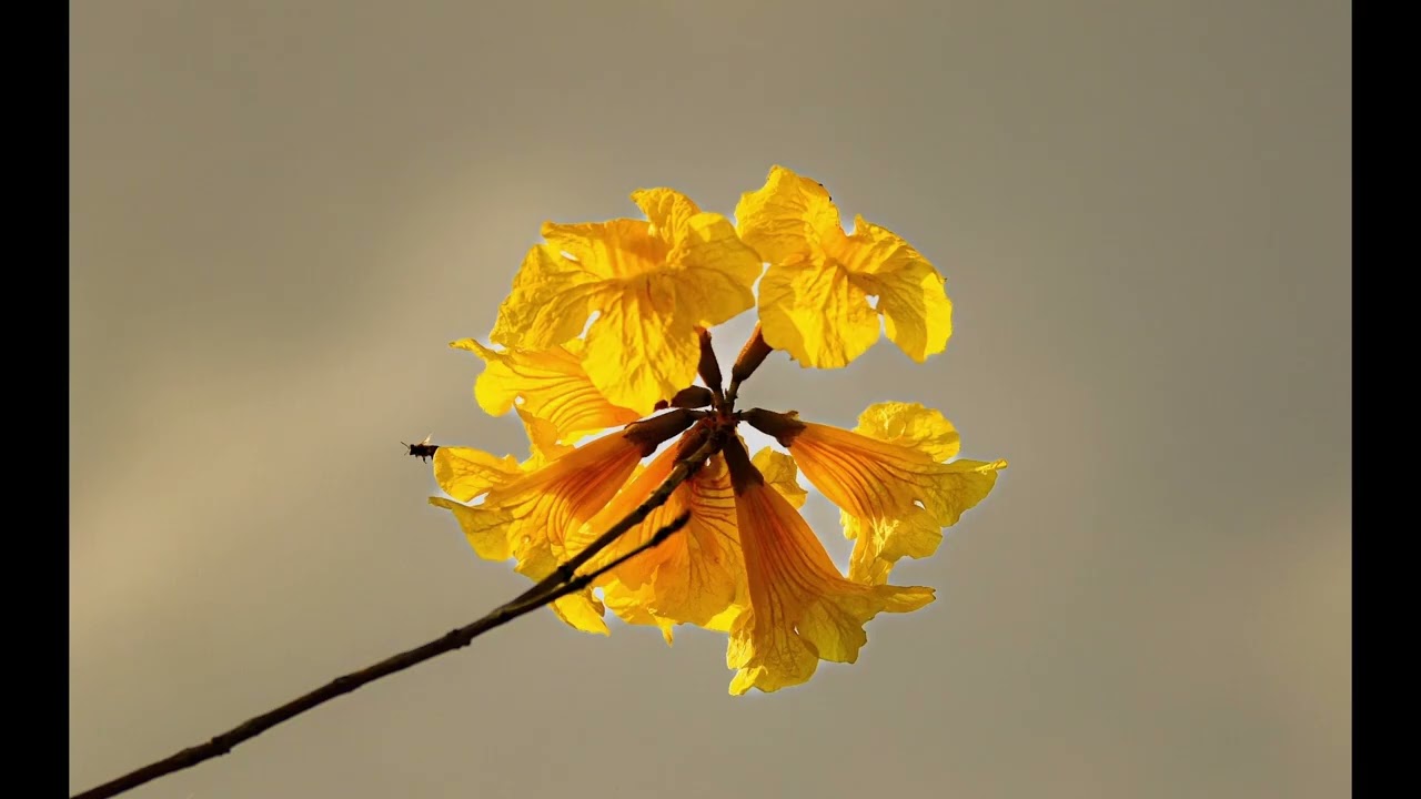 春滿枝頭　－　黃花風鈴木02 26