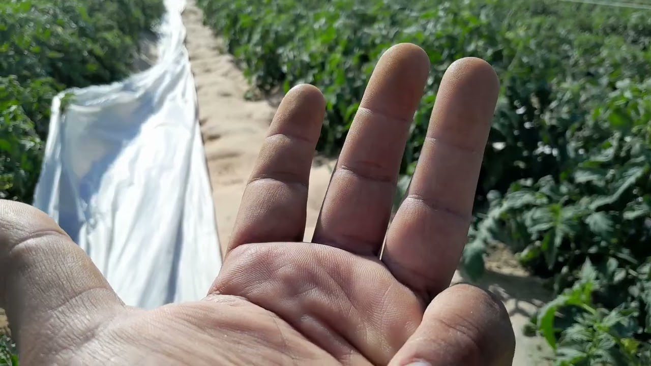 زراعة الطماطم مكشوف بعد شهر / تسميد الطماطم المكشوف بعد شهر من الزراعه #أحمد _سعيد
