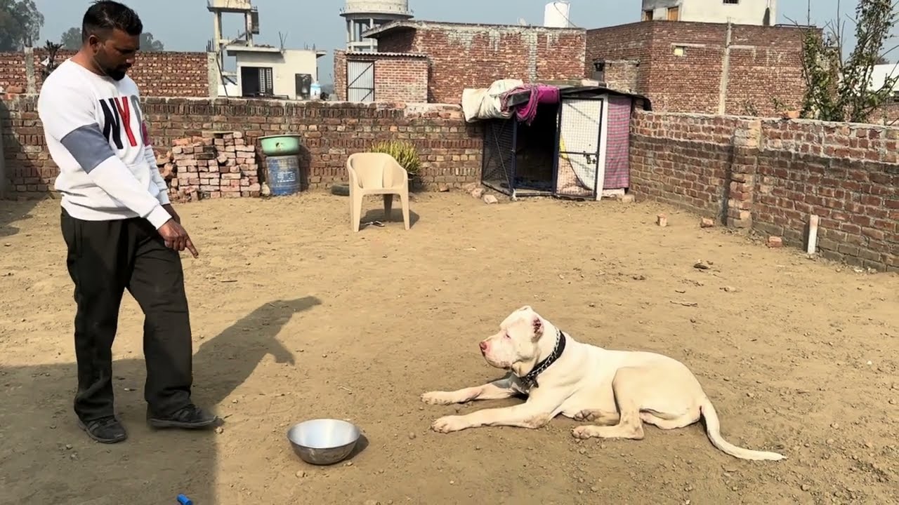 PaKstani Bully dog Over age training (Dog trainer Batala)