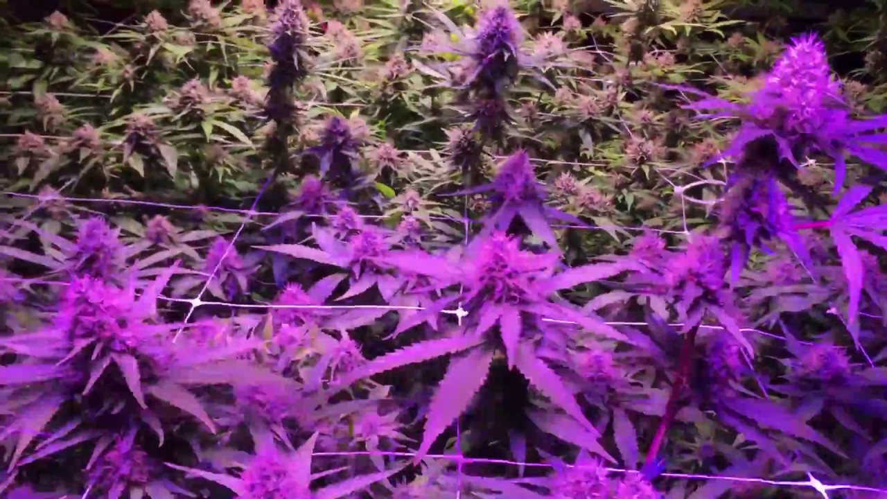 LED grow end of week 6 of flower