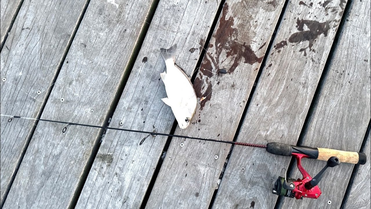Ugly Stick Dock Runner on the Dock!! **8-9-2025**