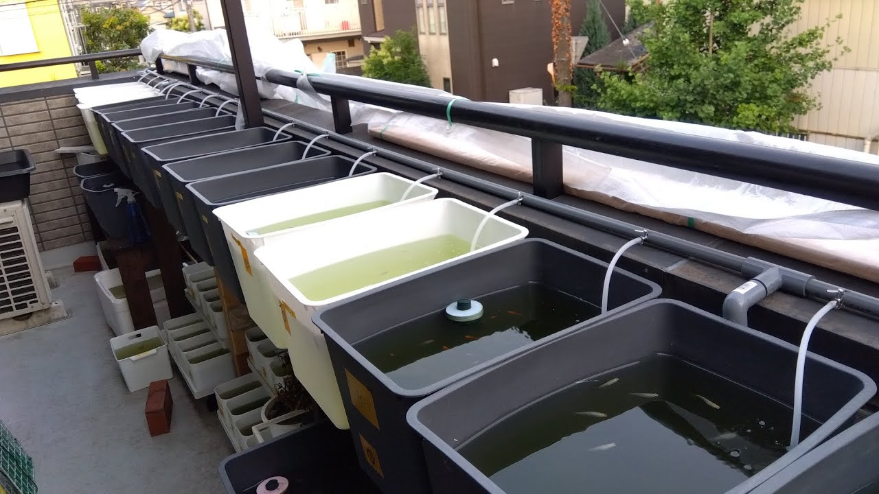 メダカ飼育による塩ビ管エアレーション設置（油膜、酸欠防止）対策
