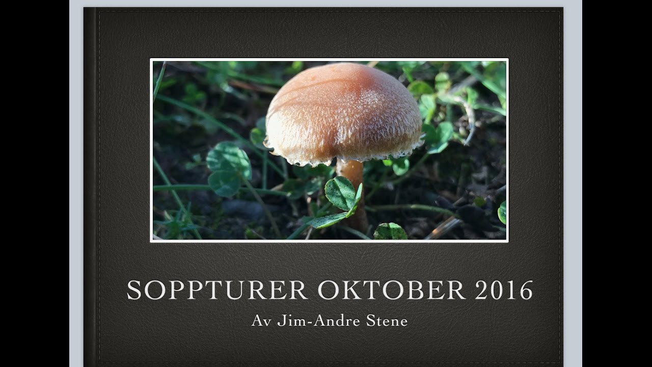 =7= Soppturer Oktober 2016 - Stj&oslash;rdal
