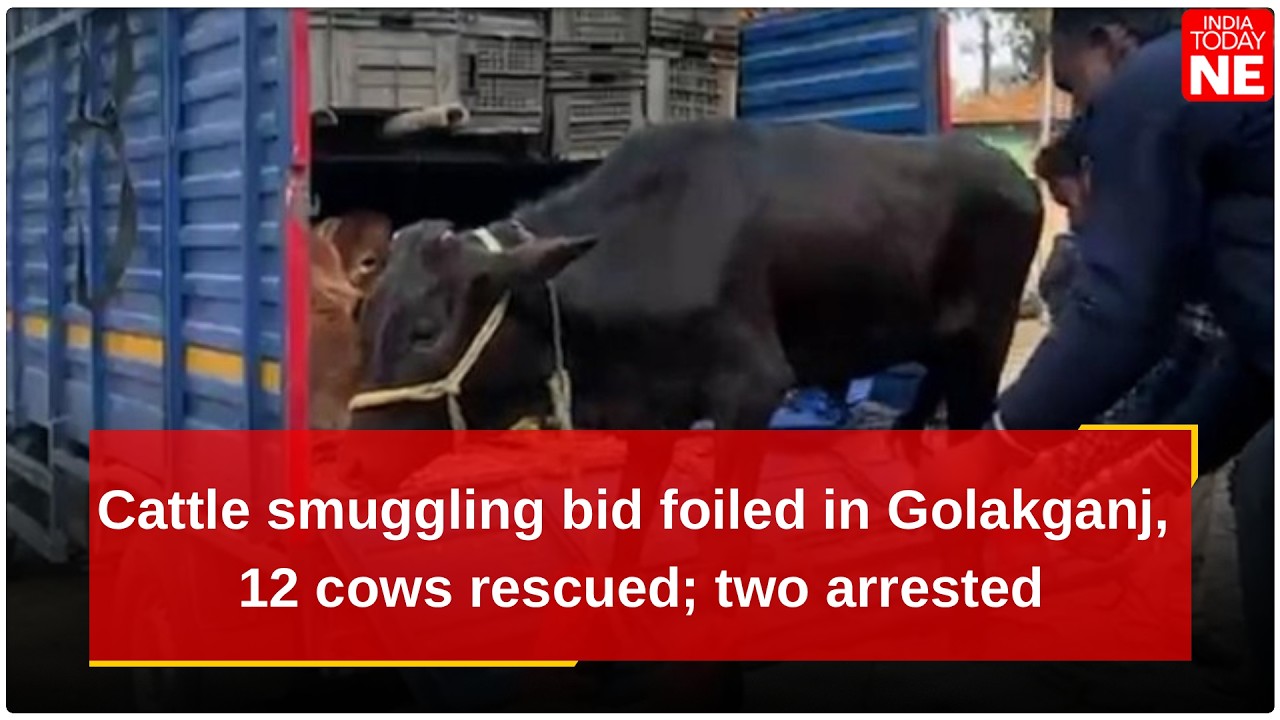 Cattle smuggling bid foiled in Golakganj, 12 cows rescued; two arrested
