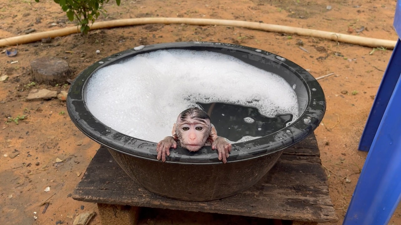 Po0r new brn BB mnkey hrd for wait mom in tube the first time