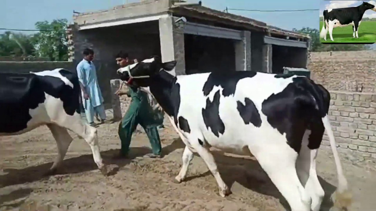 HF hiefers.Australian friesian cow.cows tv.