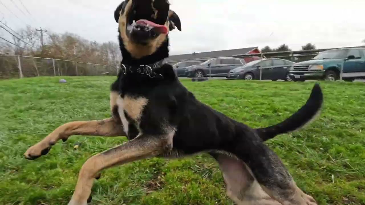 Bongo and Brownie are waiting for their forever homes at the Sequoia Humane Society of Eureka, CA!