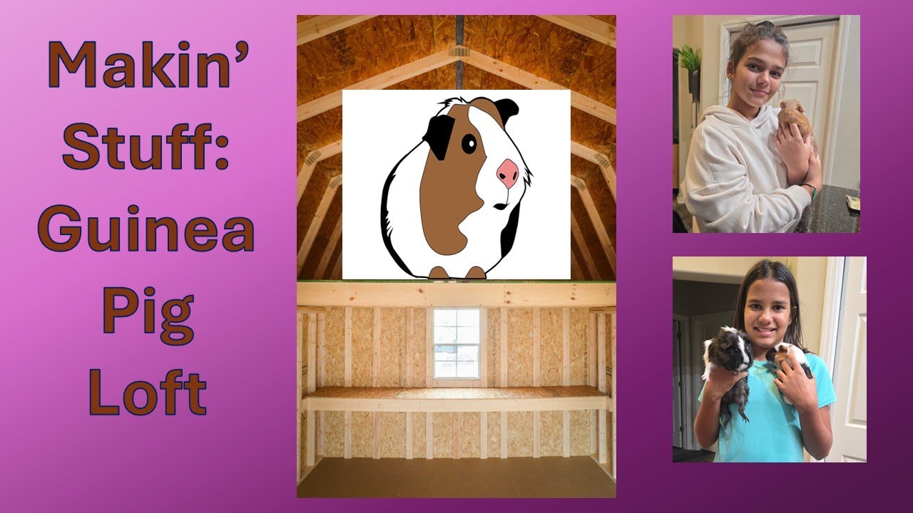 Guinea Pigs Need a Loft