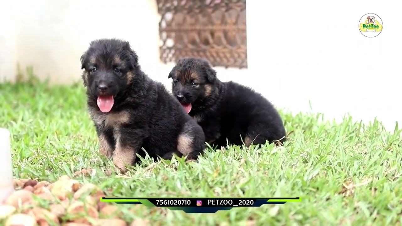 GSD Puppy Available 🐾🐶 | Petzoo Trivandrum | 7561020710.  #cute #qualitypuppies #million