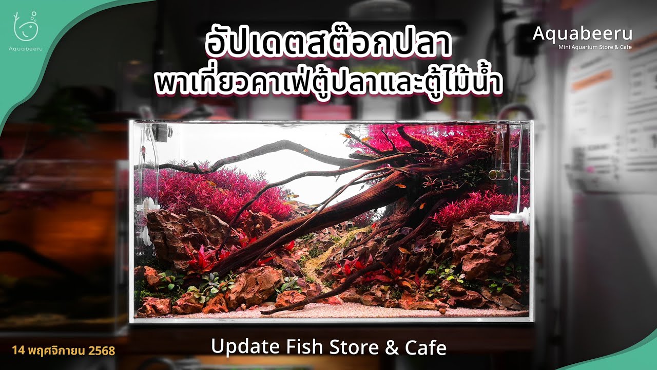 [อัปเดตสต๊อกปลา] กลับจากหยุดยาว พาดูตู้ใม้น้ำใหม่ๆ (14 พฤศจิกายน 68)