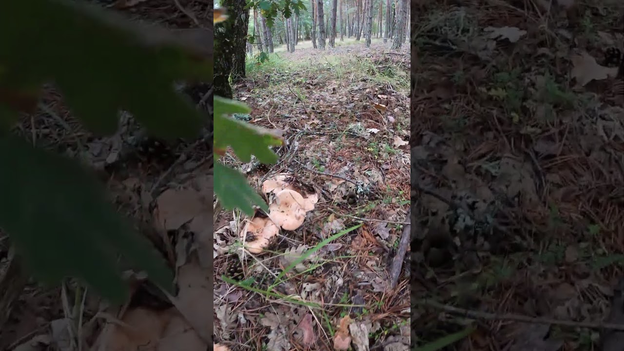 Rodal de Niscalos finaliza en el boletus octubre 2024