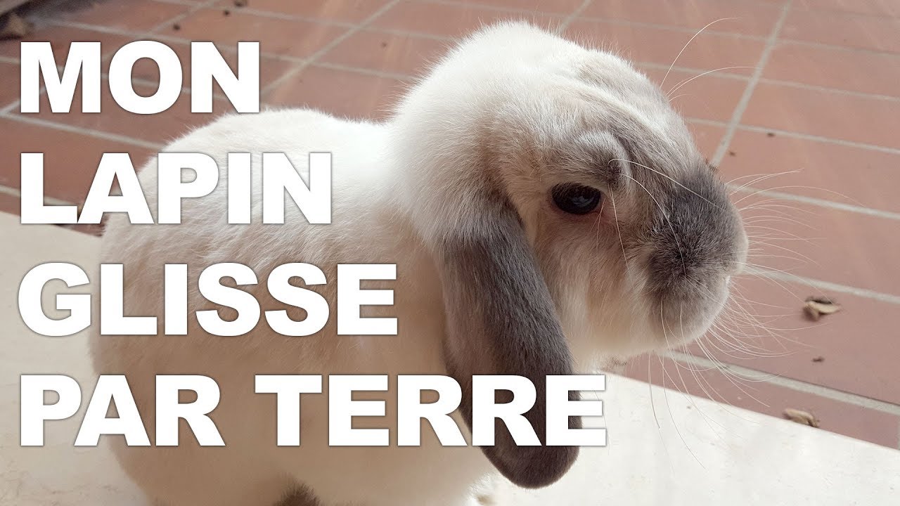Mon lapin glisse sur le carrelage