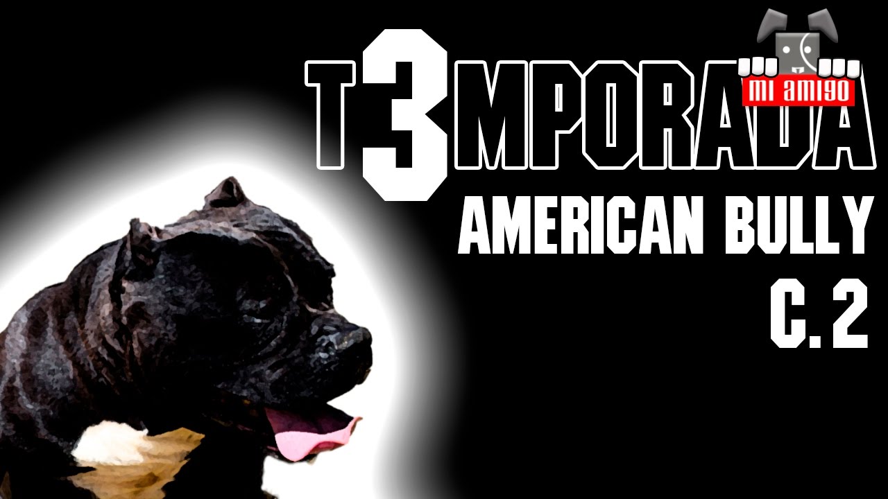 AMERICAN BULLY EDER FLORES BULLYHOLICS KENNEL - MI AMIGO