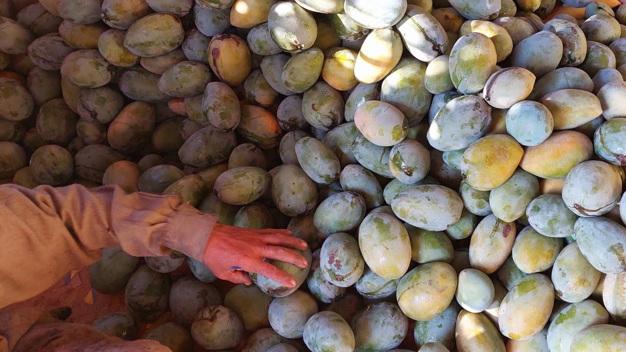 الموعد الأخير لمانجو صنف الزبده أو الزبدية في تقليم التزهير | نصائح هامة 2023 | مانجو العرب 👌✨️