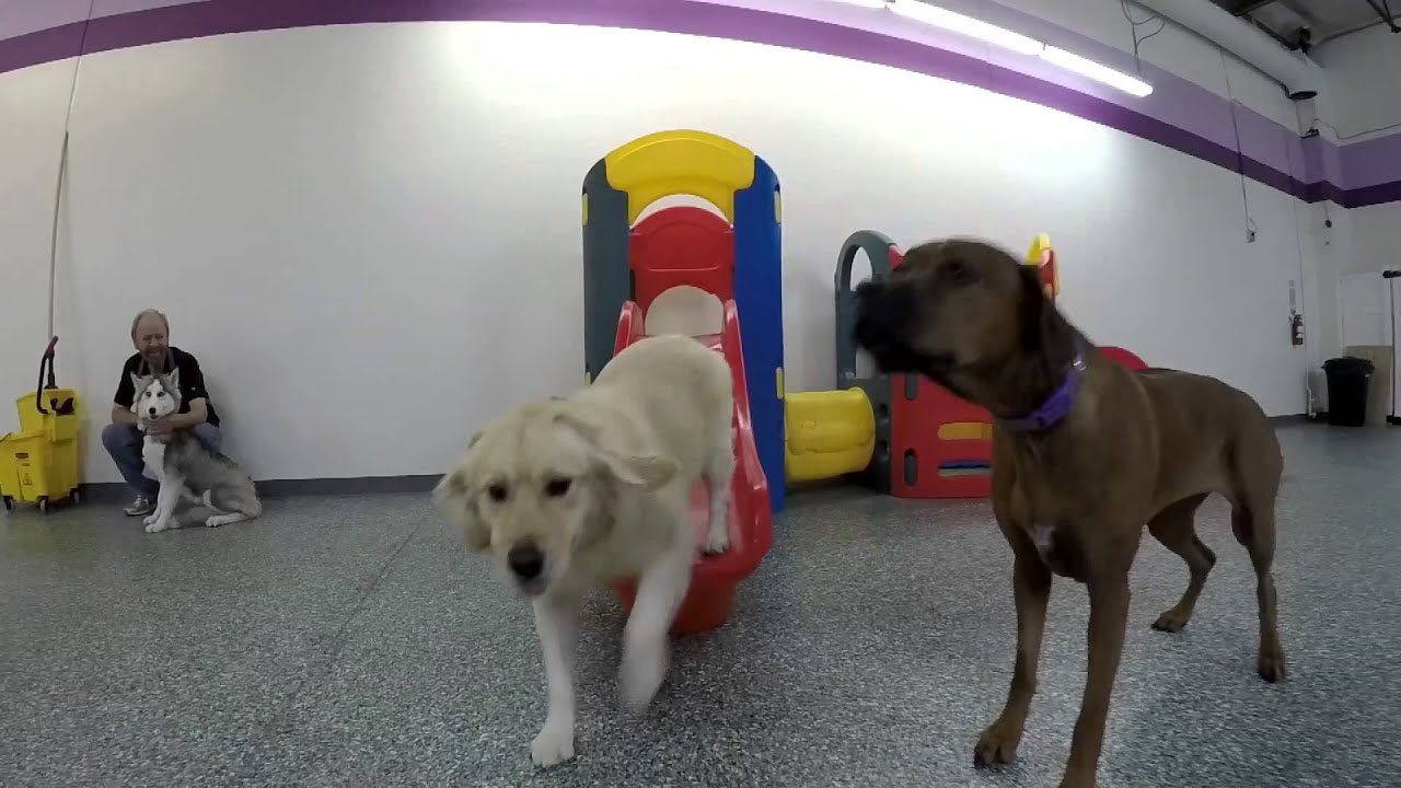 A day in the life of a dog at Paws Chateau..............