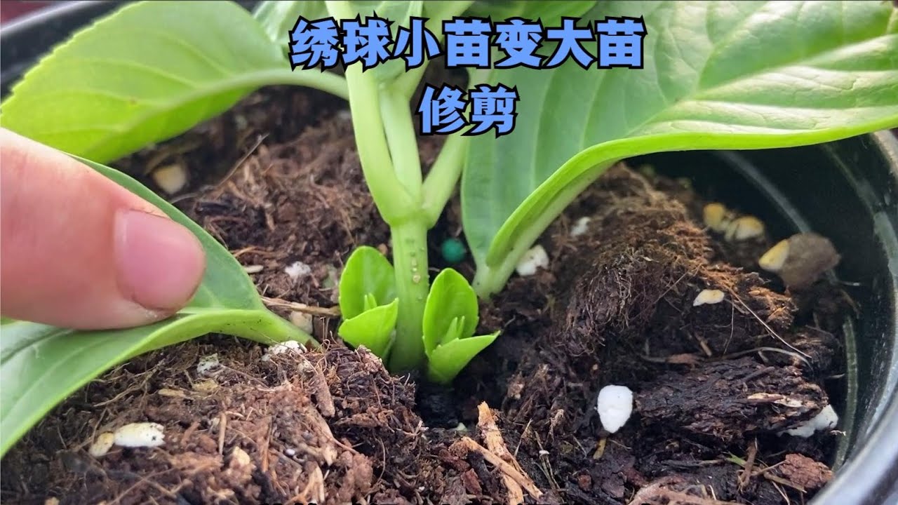 绣球扦插小苗如何快速变大苗？教大家正确修剪时间和方法