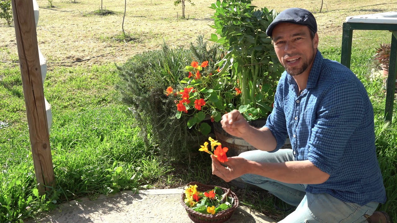 La Capuchina, indispensable en el huerto ecol&oacute;gico.