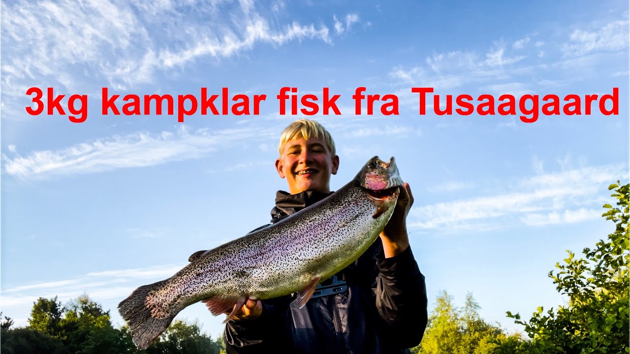 3kg kampklar fisk fra Tusaagaard