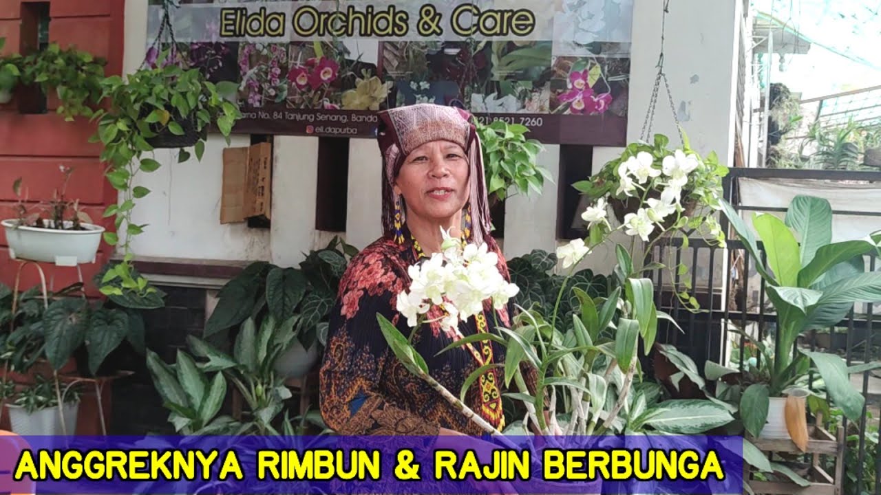 BANYAK CARA MEMBUNGAKAN ANGGREK [Elida Orchids & care Lampung]