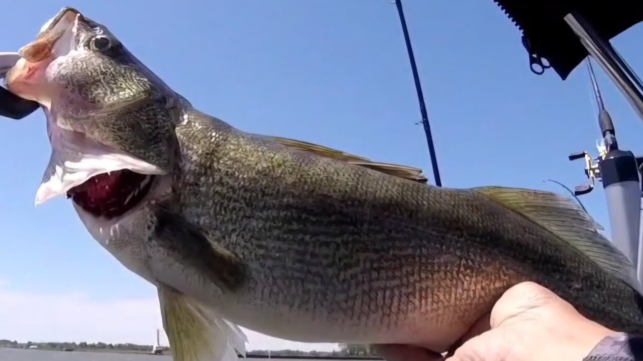 Lake Erie Walleye, Huron, Ohio 