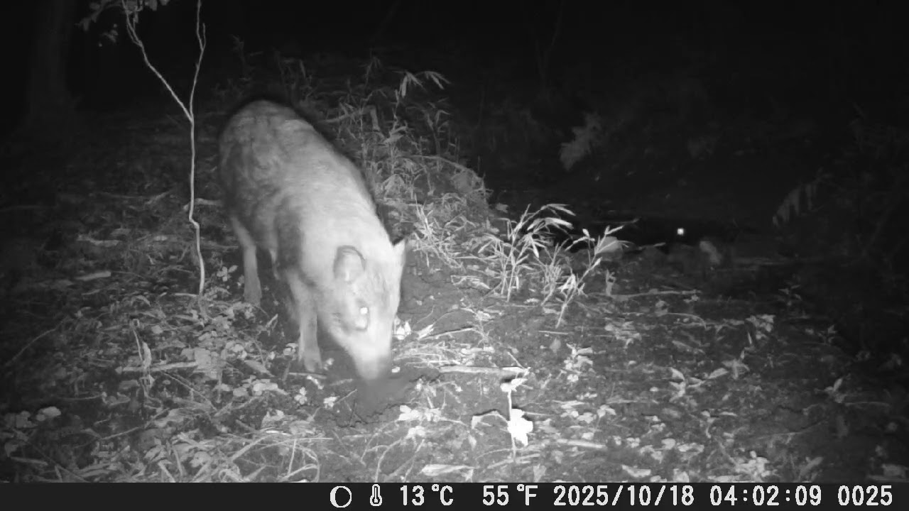 2025年10月17日−18日　猪の鼻力
