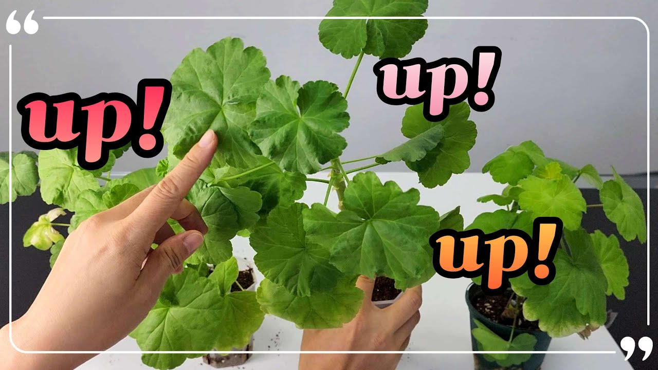 [4K] 지금은 성장 타이밍!!! 놓치지 말고 업! 하세요  #제라늄 #pelargonium