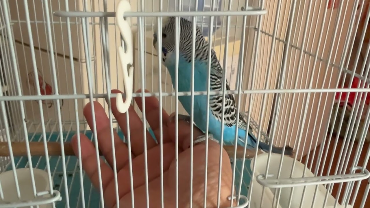 Check what's the budgie doing on my hand...