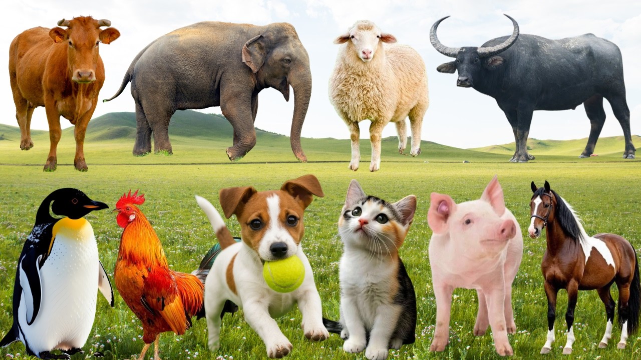 🌿 Đồng Quê Vui Nhộn Cất Tiếng – Gà, Bò, Chó & Mèo Cùng Mang Đến Giai Điệu Bình Yên | FarmAnimals🐓🐄🐶🐱