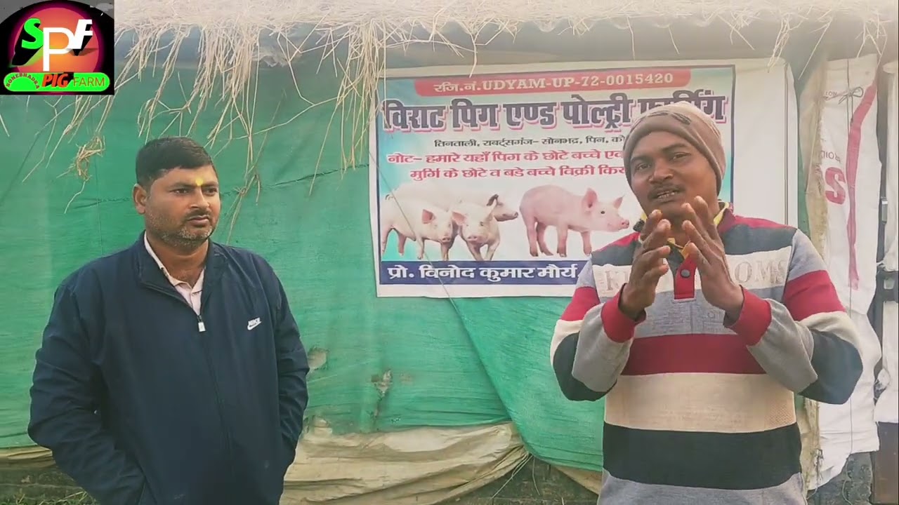 सुअर पालन सम्बन्धी ढेर सारी जानकारियां#pig 