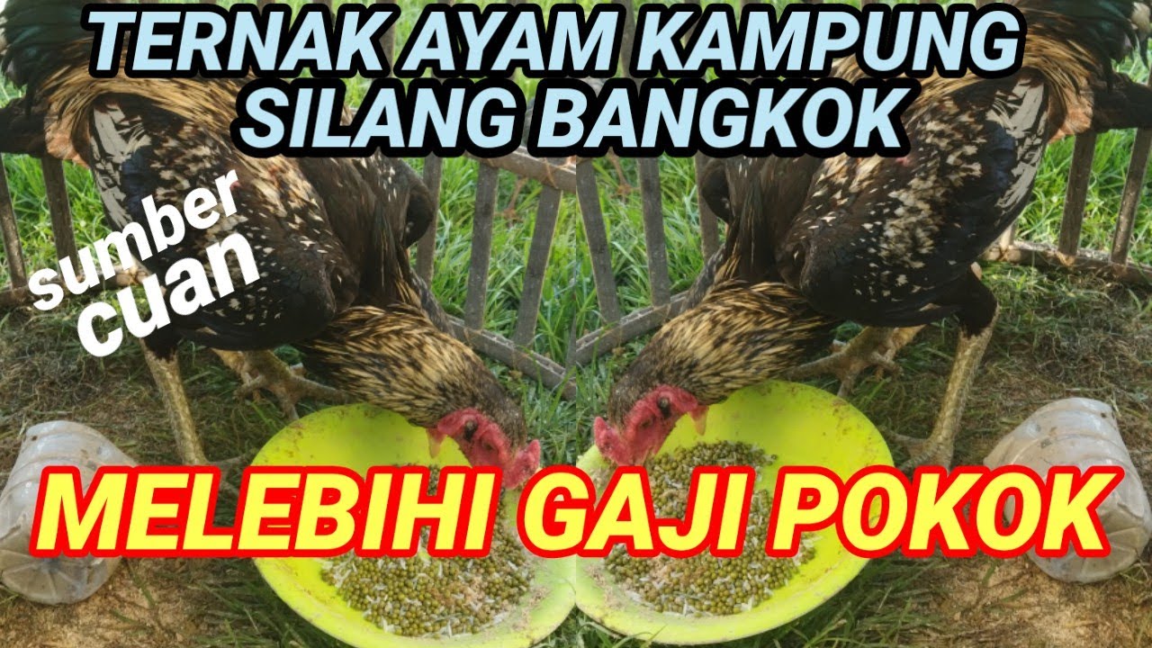 Ternak ayam kampung silang bangkok bisa melebihi gaji pokok  !! Begini caranya