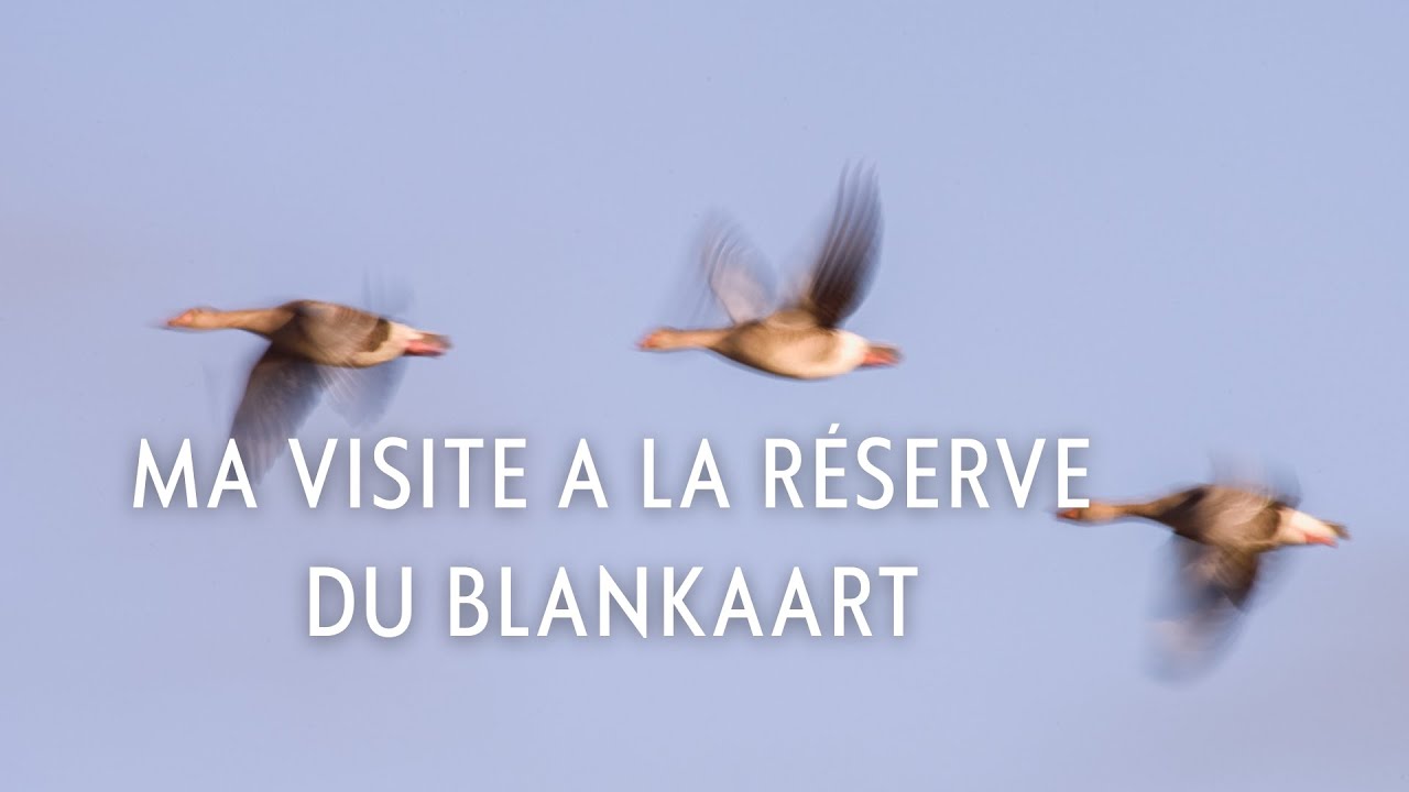 La réserve ornithologique du Blankaart - Belgique