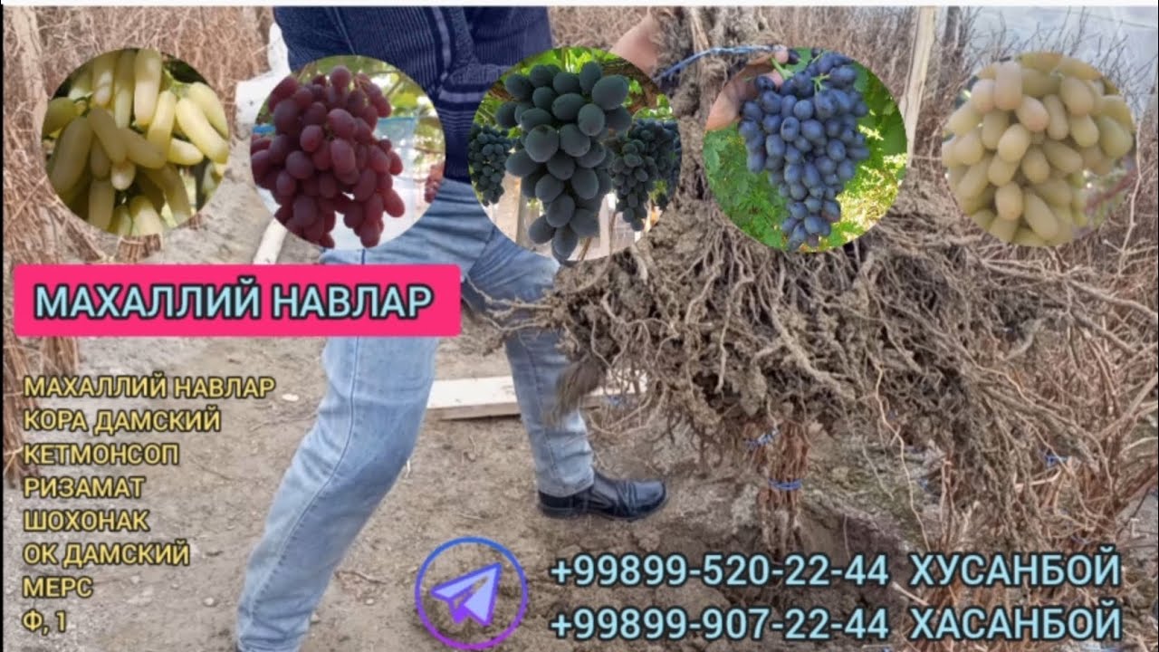 УЗУМ КУЧАТЛАР СОТИЛЯБДИ