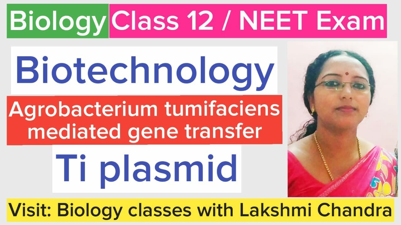 Agrobacterium tumifaciens mediated gene transfer | Ti plasmid | Class 12 Biology | NEET Biology