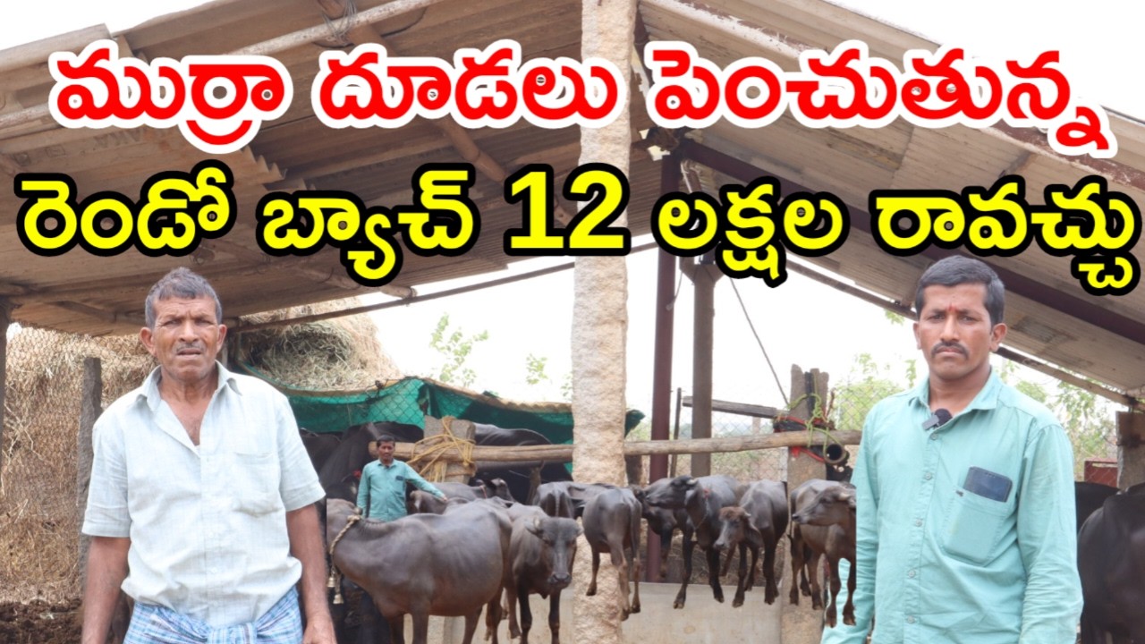 ముర్రా దూడల పెంపకం murrah calfs for dairy farm @MalleshAdla