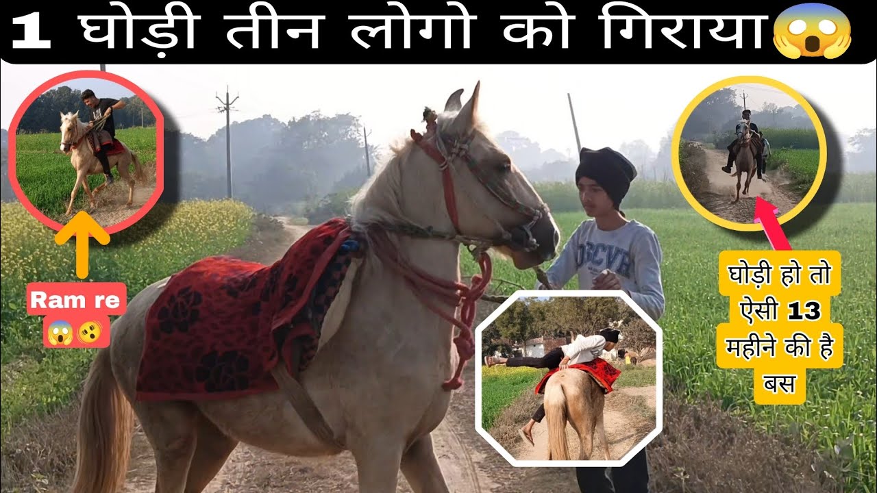 😱🫨🫣 घोड़ी हो तो ऐसी चाल मै लाजवाब // 13 से 15 के बीच की है चाल अभी से पूरे घोड़े की हैं 🫣