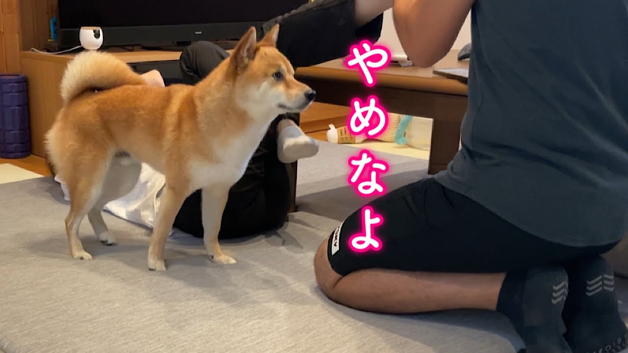 足つぼマッサージをパパのいじわると勘違いして中止を求めてくる柴犬が可愛い