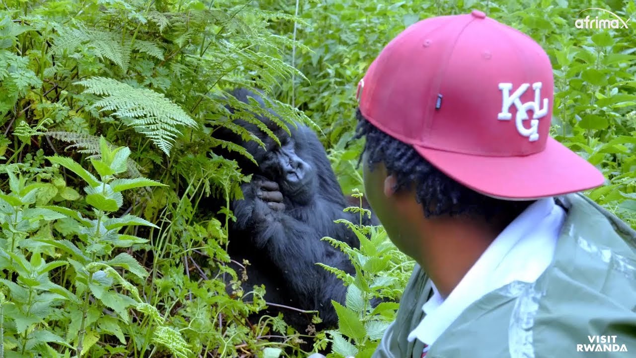 Twaguye gitumo Ingagi mubirunga | Nitwe tubikoze bwambere mu Rwanda |  ibi byo ni Amateka