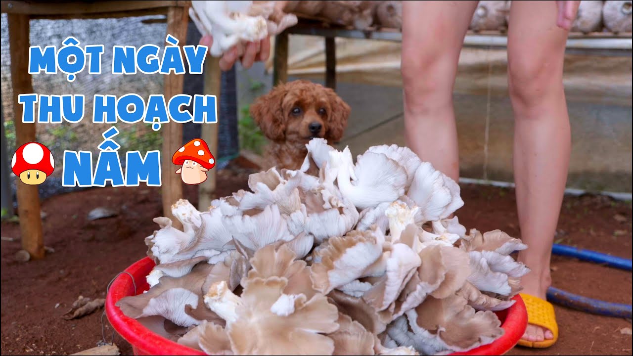 Chị Thơ Đã Trồng Nấm Như Thế Nào 🍄