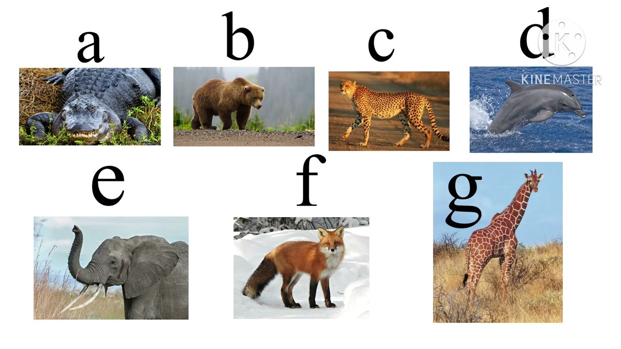 ABC Zoo Song