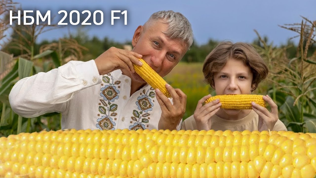 НБМ 2020 F1: секрет назви, голландські технології та качани-гіганти від МНАГОР