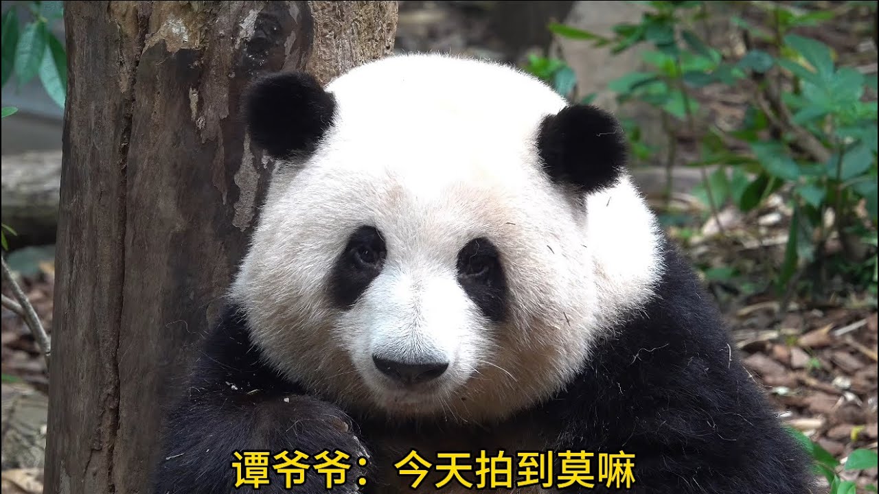 大年初二！基地人山人海！排队两小时看花三分钟😂😂