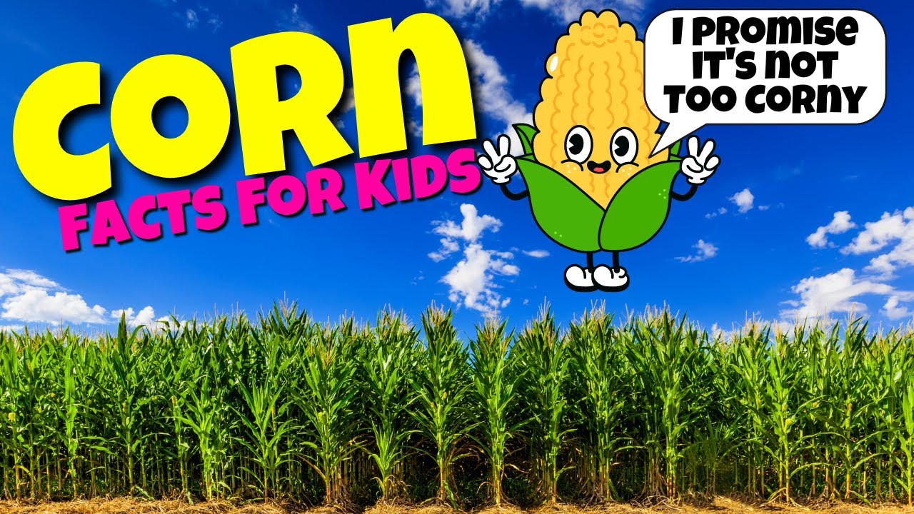 All About Corn! 🌽 Corn is not so 