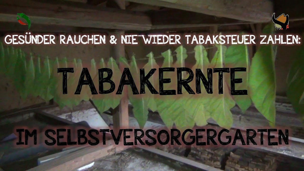 Gesünder rauchen & nie wieder Tabaksteuer zahlen: TABAKERNTE im Selbstversorgergarten