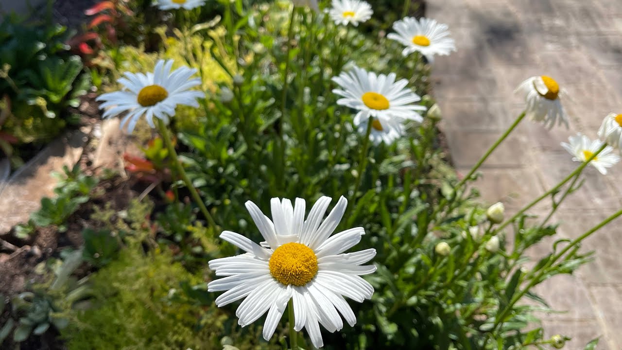 JARDIM de MARGARIDAS - DESCUBRA como ter V&Aacute;RIAS mudas