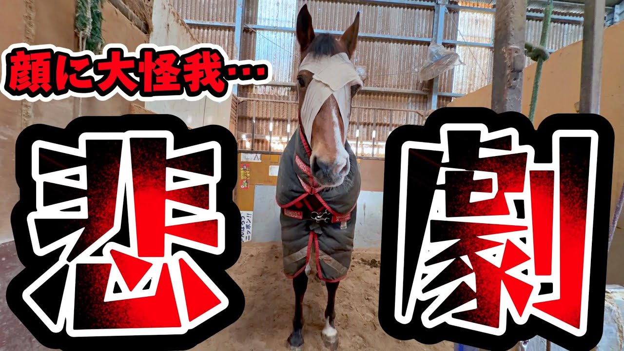 馬と共に生きる時に起こる現実がこちら。大きな怪我が目の前で起こることも…。放牧中に起きた悲劇について動画にさせて頂きました。【ツルマルボーイ様のシモベ】