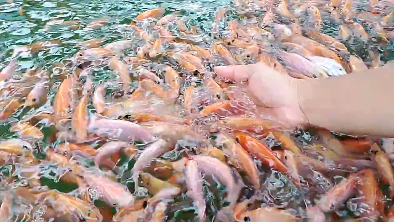 Update perkembangan ikan nila merah bangkok usia 1 bulan.